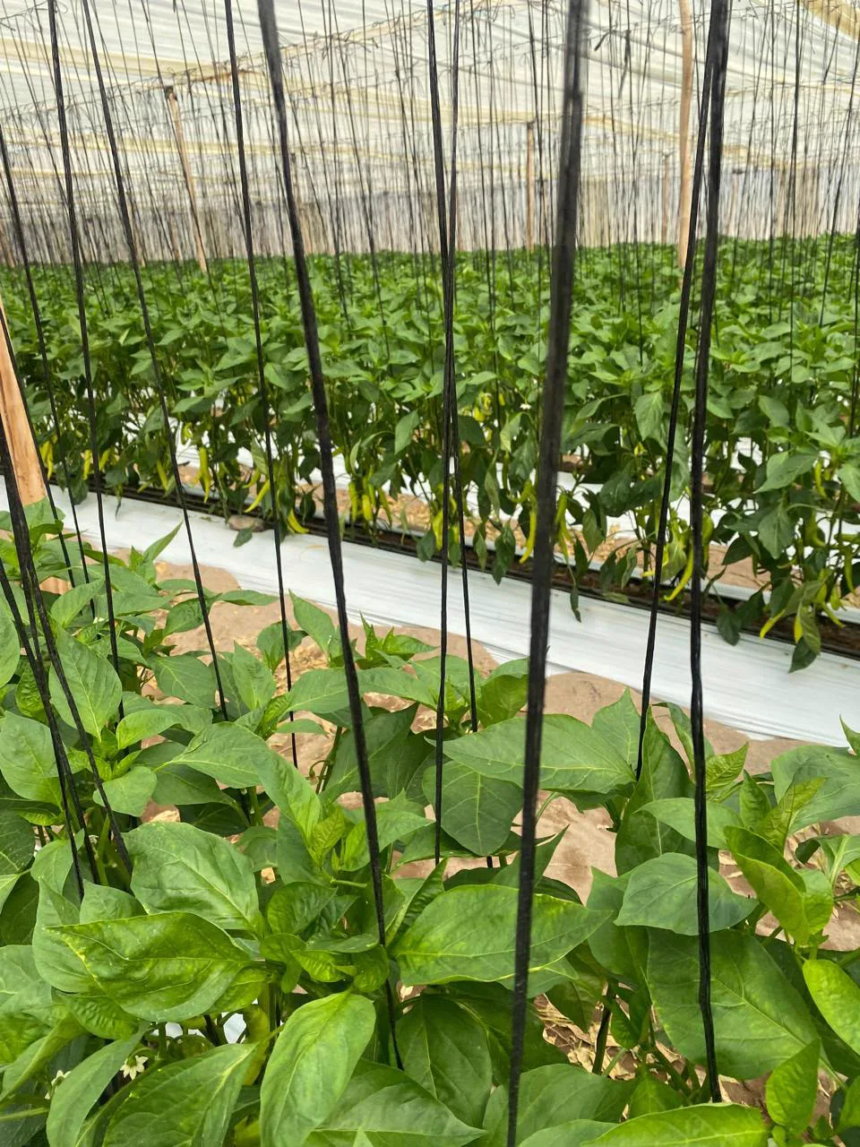 Selección de productos agrícolas